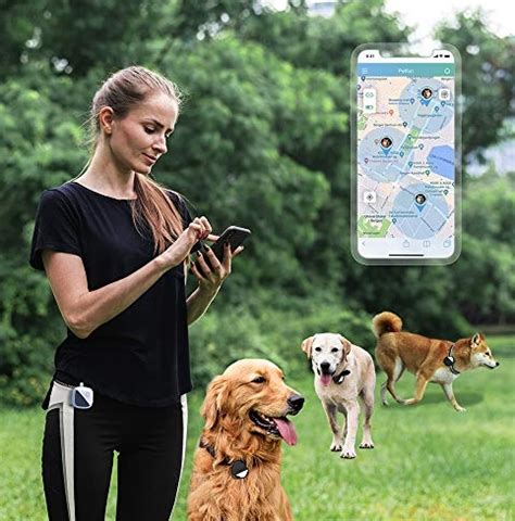Dog GPS Collar | The 10 Best Collar Tracking Devices For Your Dog