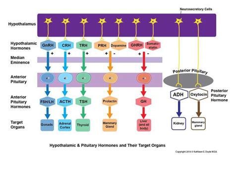 Hypothalamus And Pituitary Gland Hormones