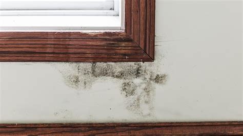 What Does Black Mold Look Like? – Forbes Home