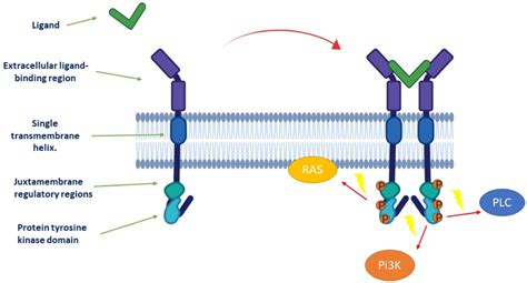 Cancers | Free Full-Text | Tyrosine Kinase Inhibitors in Cancer ...