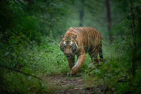 Tiger Hunting Strategies: How Tigers Hunt Their Prey