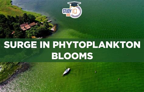 Surge in Phytoplankton Blooms