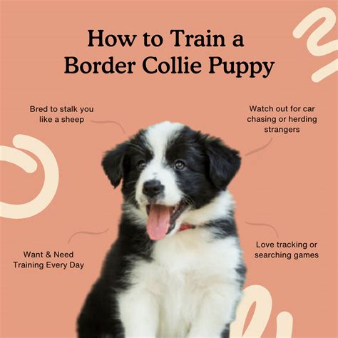 8-Week Guide on Training a Border Collie Puppy — Zigzag Puppy Training ...