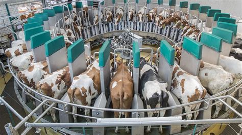 Amazing Automatic Milking Machines CHEESE and MILK - Fast Workers Food Processing Dairy Factory ...