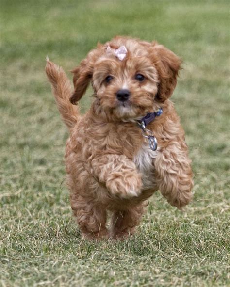 Cavapoo - this has to be the cutest dog breed ever. Description from pinterest.com. I searched ...