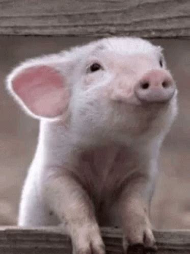 Pig Cute GIF - Pig Cute Adorable - Discover & Share GIFs