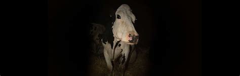 New Documentary Cow Brings Cannes Film Festival Audiences to Tears