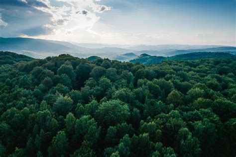 日本は森林のポテンシャルを｢活用しきれていない｣。デロイト トーマツが挑む林業再興 | Business Insider Japan