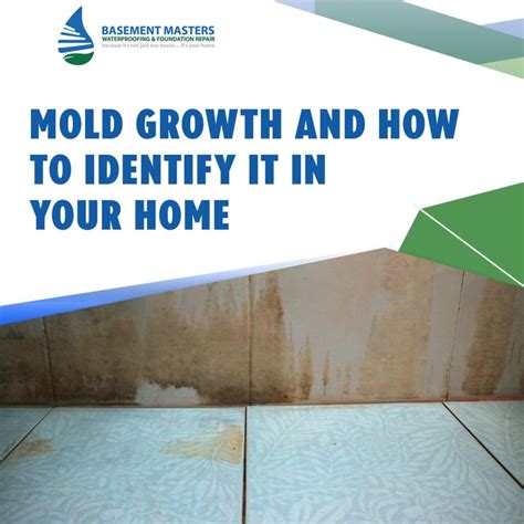 Mold Growth In Your Home And How To Identify Mold Growth | Basement ...