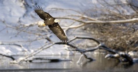 As the Endangered Species Act turns 50, those who first enforced it ...