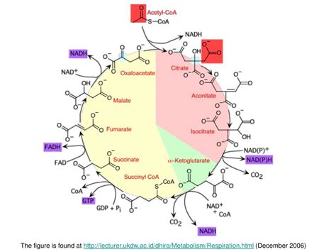 PPT - Citrate Cycle (CC) PowerPoint Presentation, free download - ID ...