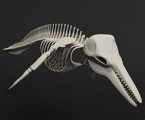 max dolphin skeleton animal