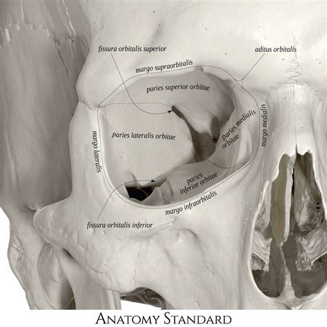 Opening to the orbit | Anatomy bones, Human body anatomy, Human anatomy and physiology