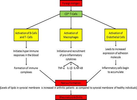 Pathophysiology Of Rheumatoid Arthritis Diagram