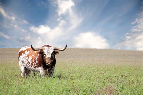 Texas Lifestyle Series | Farm to Plate Texas | Texini