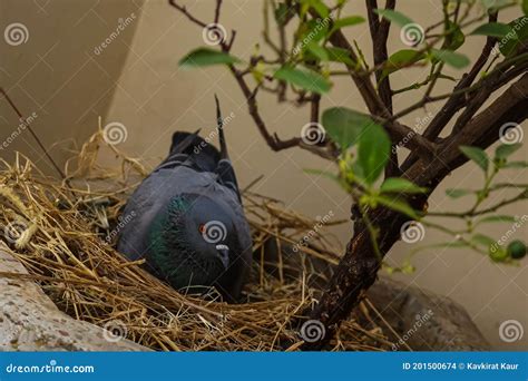 A Common Rock Dove Pigeon in the Nest Under the Tree Stock Photo ...