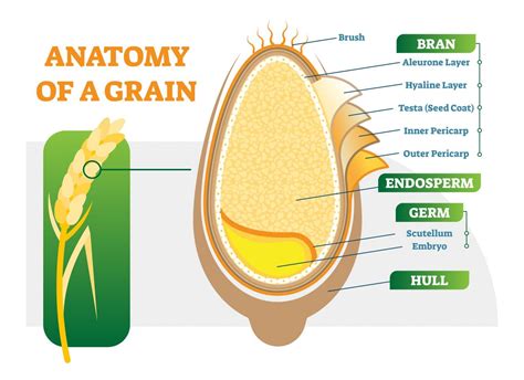 Germe di grano: proprietà, benefici e dove si trova | Ohga!