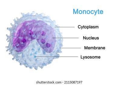 Monocytes: The mysterious cell on the CBC - Kauvery Hospital