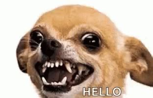 Chihuahua Scary GIF - Chihuahua Scary Angry - Discover & Share GIFs