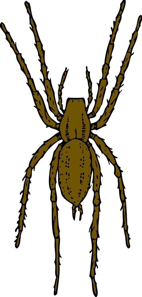 Clipart - brown spider