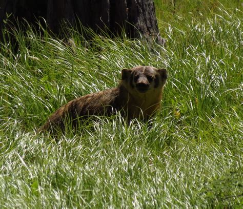 Tom and Donna Full-timer RV Blog: Some of the Hwy 12 Idaho animals