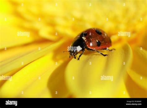 Lady bug walking on yellow gerber daisy flower Stock Photo - Alamy