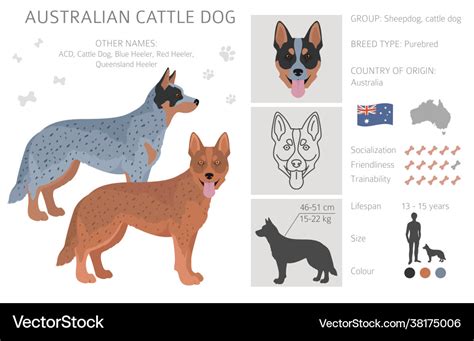 Australian cattle dog all colours clipart Vector Image