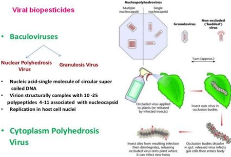 Viral biopesticides and their pest control mechanism (Source:... | Download Scientific Diagram