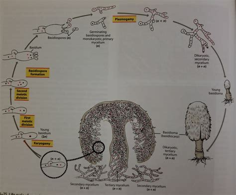 Basidiomycota Diagram | Quizlet