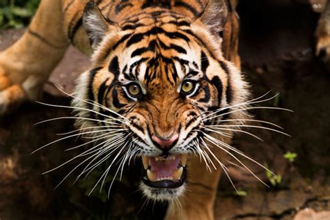 "Roaring Tiger" Images – Browse 317 Stock Photos, Vectors, and Video | Adobe Stock