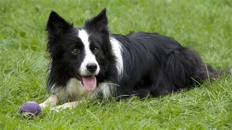 Border Collie | RSPCA Pet Insurance