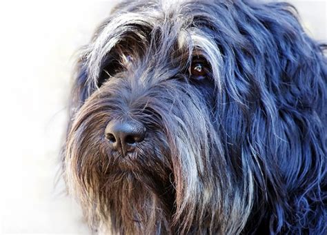 15 Shaggy Dog Breeds (Plus, How to Groom Them) - PureWow