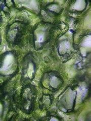 Plant Science: Mesophyll Tissue of Leaf