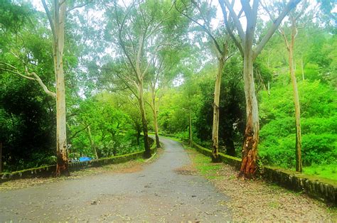 Monsoon Forest Road Free Stock Photo - Public Domain Pictures