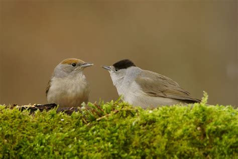 Blackcap Warbler Bird Facts | Sylvia Atricapilla