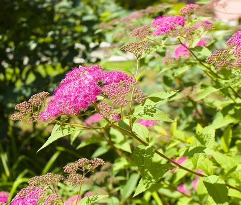 Pink spirea Stock Photos, Royalty Free Pink spirea Images | Depositphotos