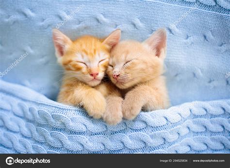 Cute Sleeping Kittens