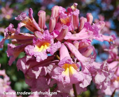 Pink Trumpet Tree - Tabebuia impetiginosa - Seeds