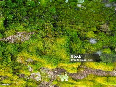 Macro Of Green Moss Texture Stock Photo - Download Image Now ...