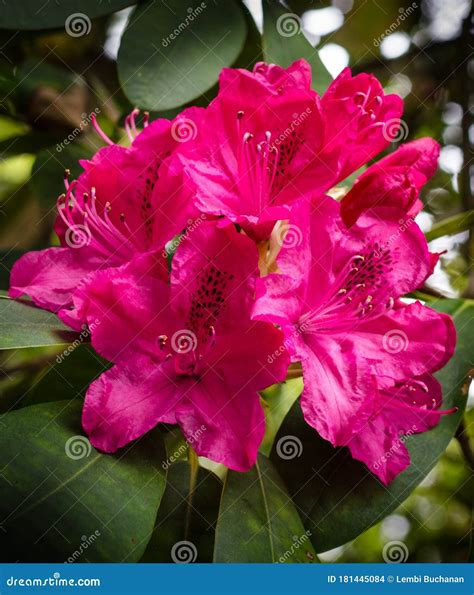 Close-up Of Rhododendron Lapponicum (Lapland Rosebay) With Fruits Stock Photography ...