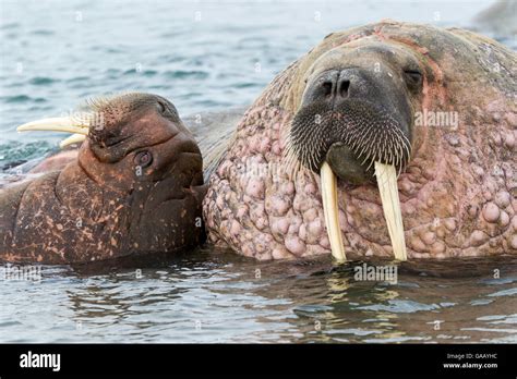 Walrus (Odobenus rosmarus) male and female, hauled out in shallow water, Spitsbergen, Svalbard ...