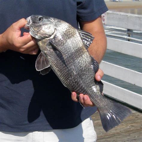 How to Catch Black Drum | Fishing from Florida Shores