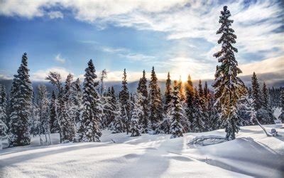 Download Norway, winter, Trysil, forest, fir-tree, snowdrifts, sunset ...