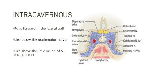 Trochlear nerve