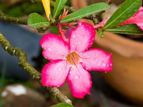 Desert Rose flowers stock photo. Image of flower, decorative - 25807292