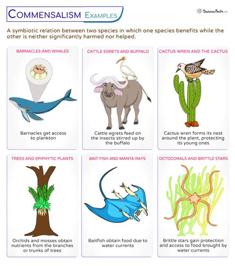 Commensalism - Definition, Types, Examples, and Diagram