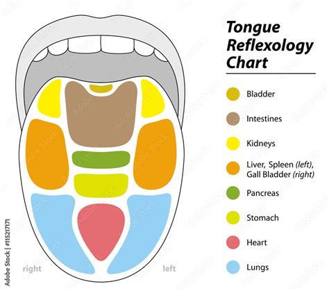 Tongue diagnosis chart with reflexology areas of the corresponding ...