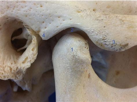 Articular Eminence