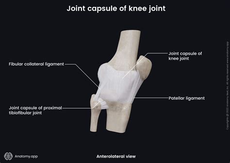 Articular Capsule Knee