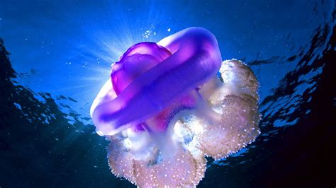 Glowing Jellyfish Wallpapers (67+ images)